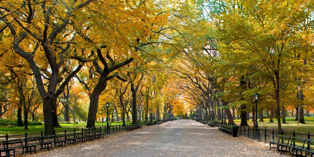 Tree-lined walkway in Central Park with golden autumn foliage.