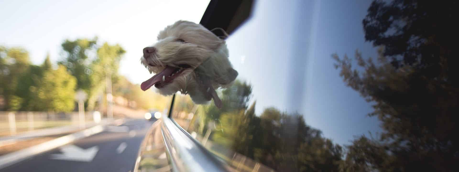 Dog enjoying a car ride with its head out the window.