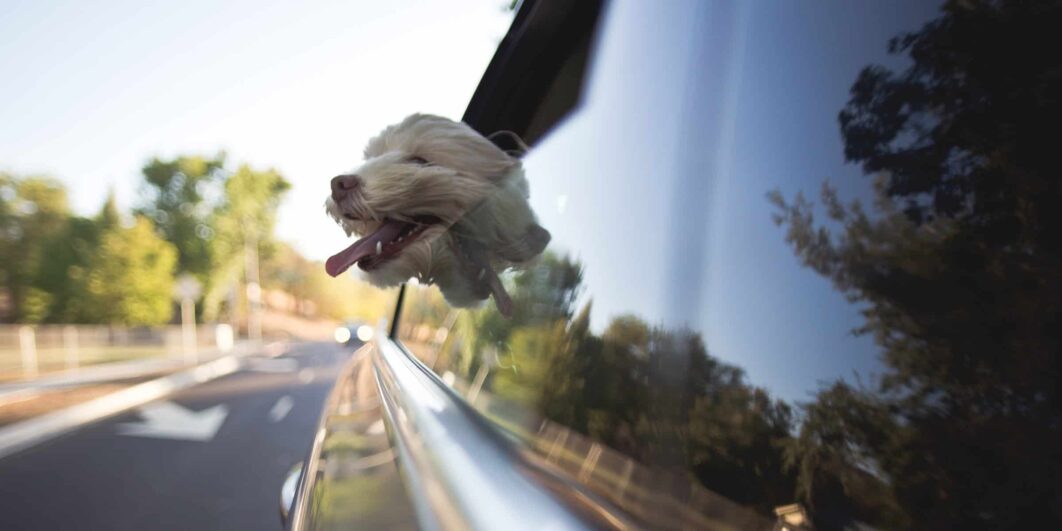 Dog enjoying a car ride with its head out the window.