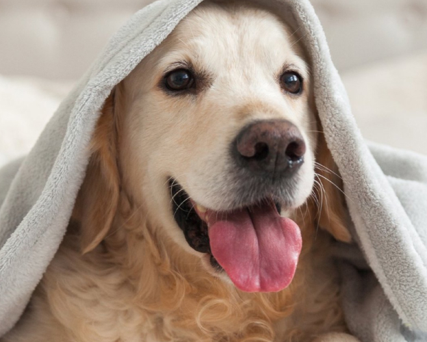 Golden retriever under a cozy blanket, tongue out.