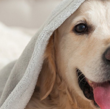 Golden retriever under a cozy blanket, tongue out.