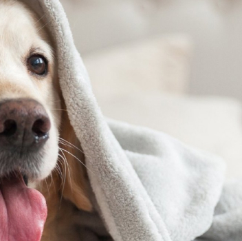 Golden retriever under a cozy blanket, tongue out.